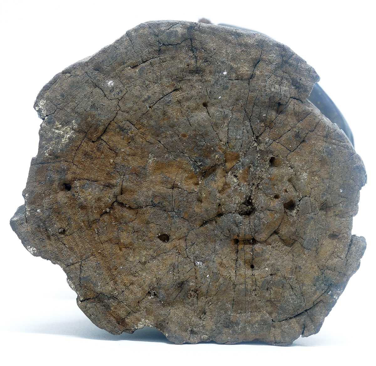 Tribal Art, Janus/Lega Head, Dan? Ivory Coast - Image 5