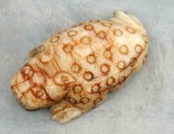 as30 Finned Leopard, Jade