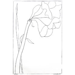 Amaryllis