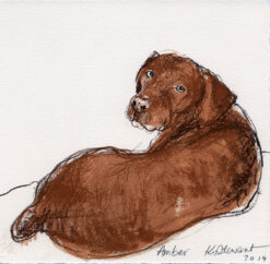 Amber - Dogs with Personality