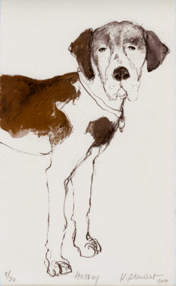 Harvey - Dogs with Personality